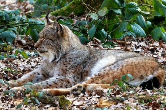 Eurasischer Luchs - Lynx lynx Wildpark Klein Auheim 2016