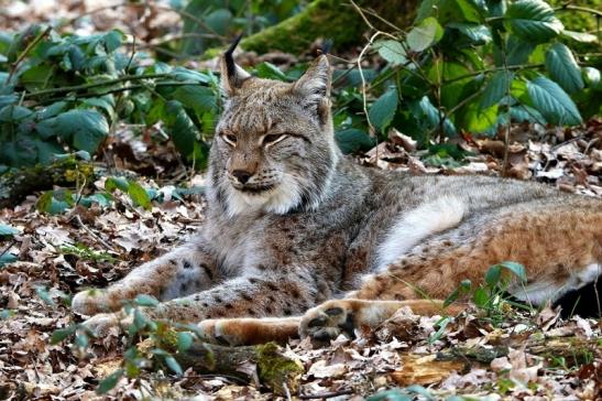 Eurasischer Luchs - Lynx lynx Wildpark Klein Auheim 2016