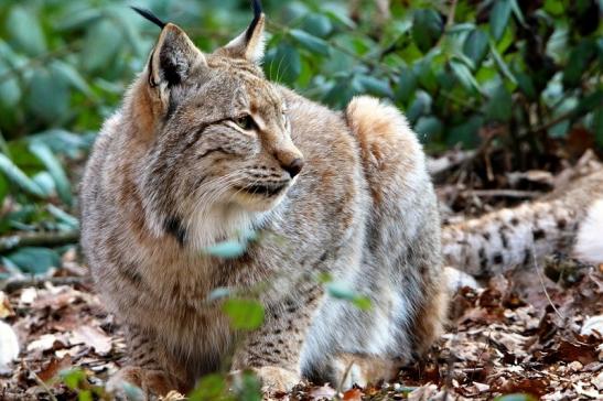 Eurasischer Luchs - Lynx lynx Wildpark Klein Auheim 2016