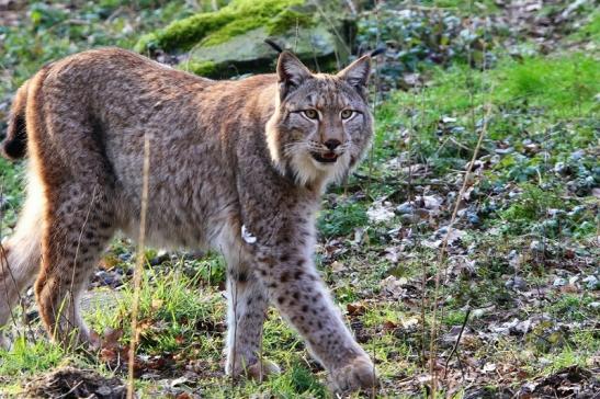 Eurasischer Luchs - Lynx lynx Wildpark Klein Auheim 2016