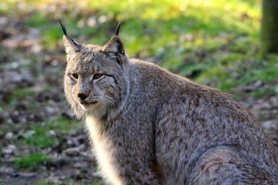 Eurasischer Luchs - Lynx lynx Wildpark Klein Auheim 2016