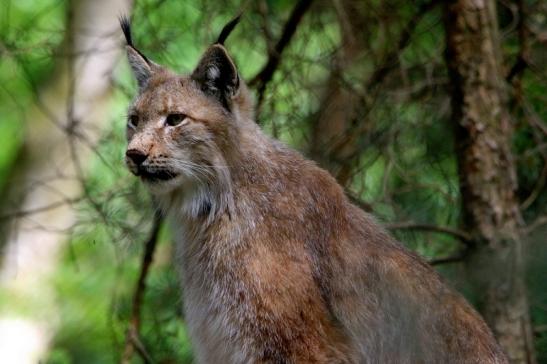 Eurasischer Luchs - Lynx lynx Wildpark Klein Auheim 2016