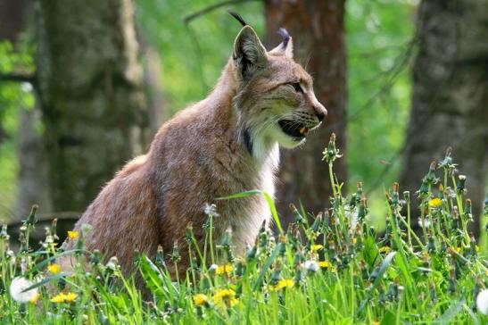 Eurasischer Luchs - Lynx lynx Wildpark Klein Auheim 2016