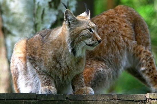 Eurasischer Luchs - Lynx lynx Wildpark Klein Auheim 2016