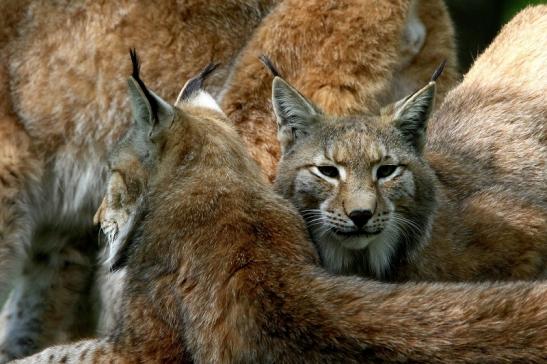 Eurasischer Luchs - Lynx lynx Wildpark Klein Auheim 2016