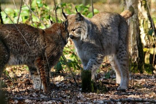 Eurasischer Luchs - Lynx lynx Wildpark Klein Auheim 2016