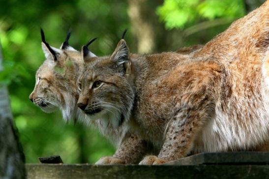 Eurasischer Luchs - Lynx lynx Wildpark Klein Auheim 2016