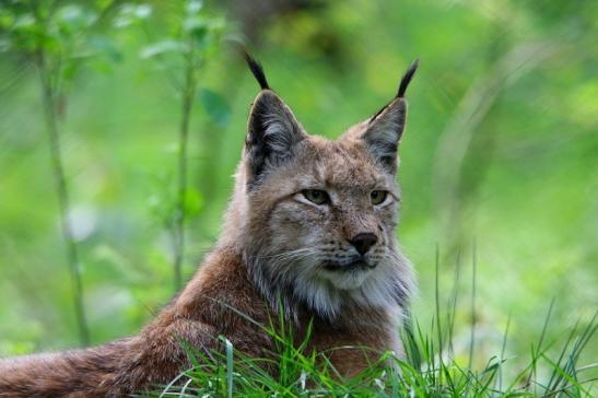 Europäischer Luchs Wildpark Alte Fasanerie Klein Auheim