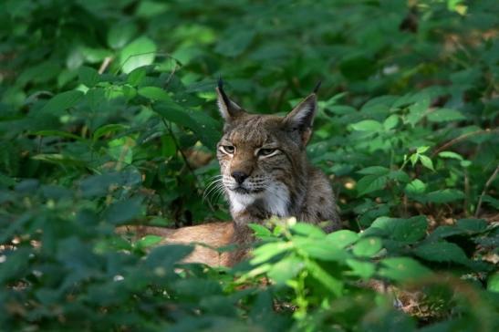 Eurasischer Luchs - Lynx lynx Wildpark Klein Auheim 2016