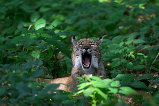 Eurasischer Luchs - Lynx lynx Wildpark Klein Auheim 2016