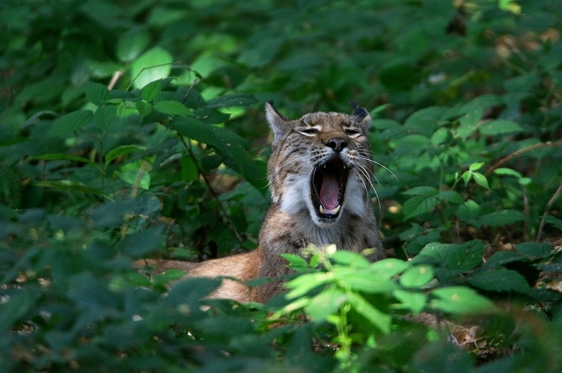 Eurasischer Luchs - Lynx lynx Wildpark Klein Auheim 2016