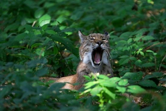 Eurasischer Luchs - Lynx lynx Wildpark Klein Auheim 2016