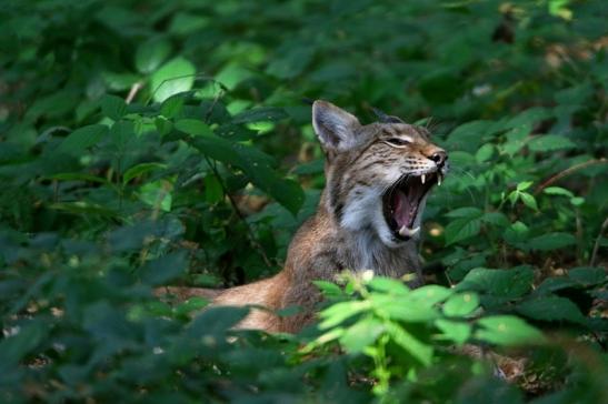 Eurasischer Luchs - Lynx lynx Wildpark Klein Auheim 2016