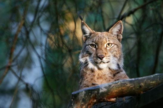 Eurasischer Luchs - Lynx lynx Wildpark Klein Auheim 2016