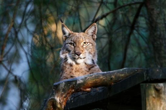 Eurasischer Luchs - Lynx lynx Wildpark Klein Auheim 2016