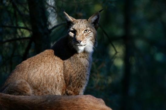 Eurasischer Luchs - Lynx lynx Wildpark Klein Auheim 2016