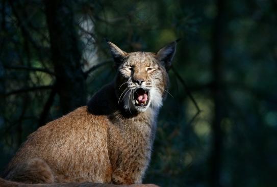 Eurasischer Luchs - Lynx lynx Wildpark Klein Auheim 2016