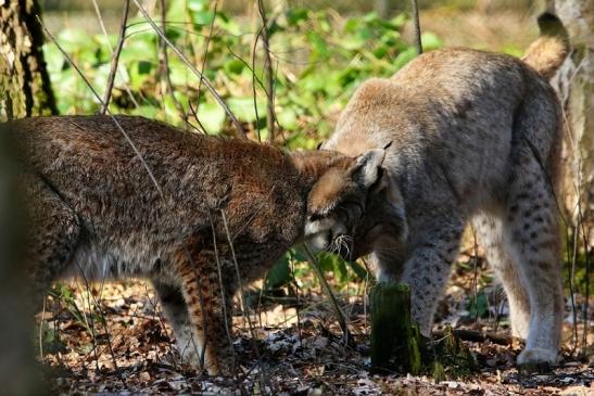 Eurasischer Luchs - Lynx lynx Wildpark Klein Auheim 2016