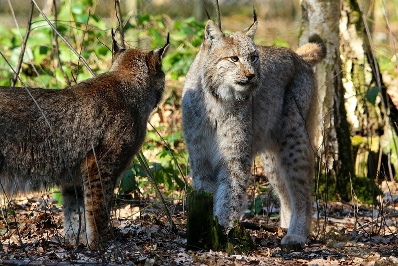 Eurasischer Luchs - Lynx lynx Wildpark Klein Auheim 2016