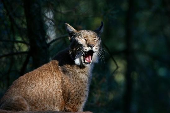 Eurasischer Luchs - Lynx lynx Wildpark Klein Auheim 2016