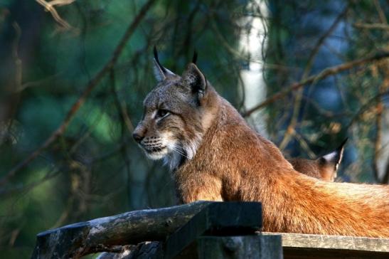 Eurasischer Luchs - Lynx lynx Wildpark Klein Auheim 2016