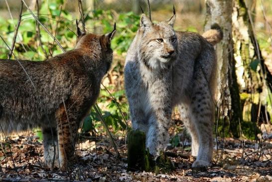 Eurasischer Luchs - Lynx lynx Wildpark Klein Auheim 2016