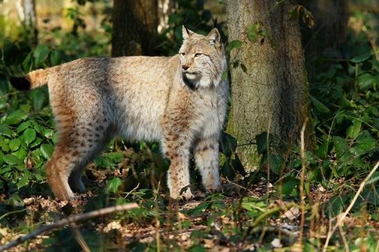 Eurasischer Luchs - Lynx lynx Wildpark Klein Auheim 2016