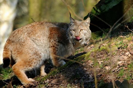 Eurasischer Luchs - Lynx lynx Wildpark Klein Auheim 2016