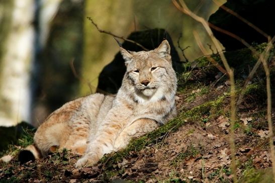 Eurasischer Luchs - Lynx lynx Wildpark Klein Auheim 2016