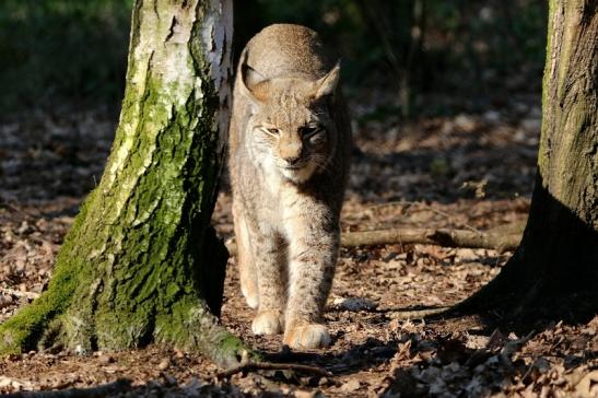 Eurasischer Luchs - Lynx lynx Wildpark Klein Auheim 2016