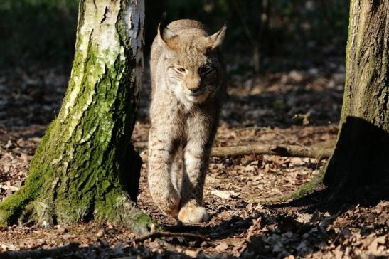 Eurasischer Luchs - Lynx lynx Wildpark Klein Auheim 2016