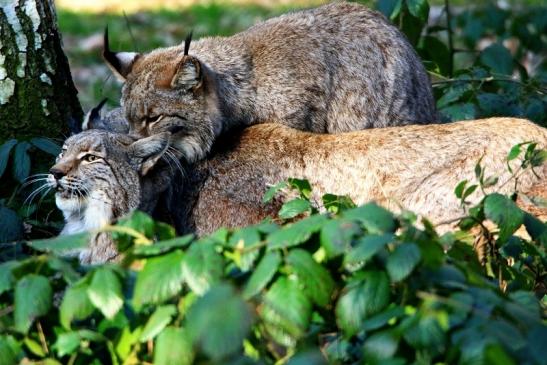 Eurasischer Luchs - Lynx lynx Wildpark Klein Auheim 2016