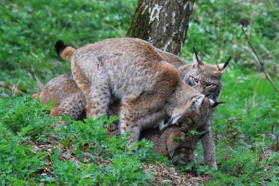 Eurasischer Luchs - Lynx lynx Wildpark Klein Auheim 2017