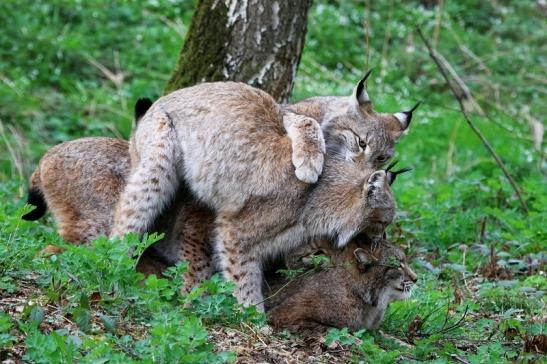 Eurasischer Luchs - Lynx lynx Wildpark Klein Auheim 2017