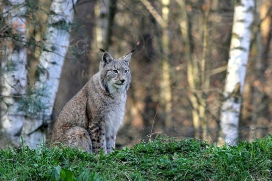 Eurasischer Luchs - Lynx lynx Wildpark Klein Auheim 2017