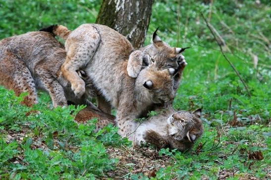 Eurasischer Luchs - Lynx lynx Wildpark Klein Auheim 2017