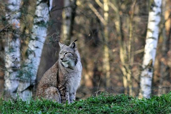 Eurasischer Luchs - Lynx lynx Wildpark Klein Auheim 2017