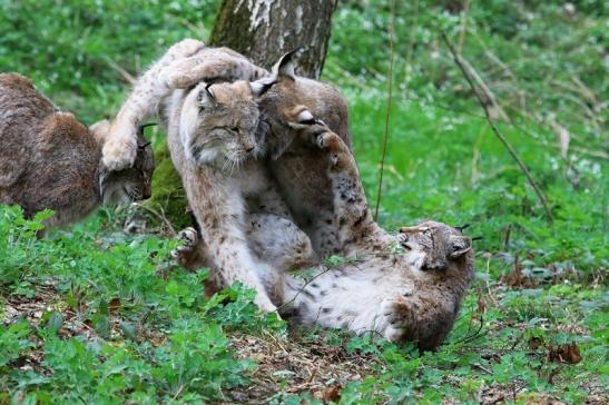 Eurasischer Luchs - Lynx lynx Wildpark Klein Auheim 2017