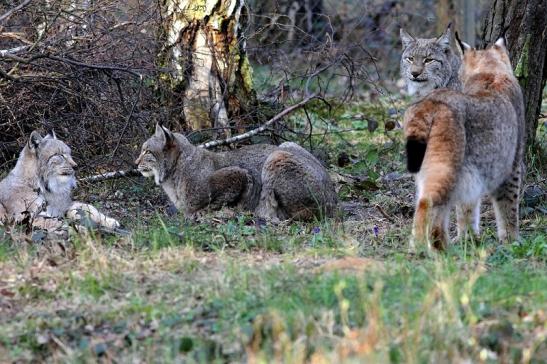 Eurasischer Luchs - Lynx lynx Wildpark Klein Auheim 2017