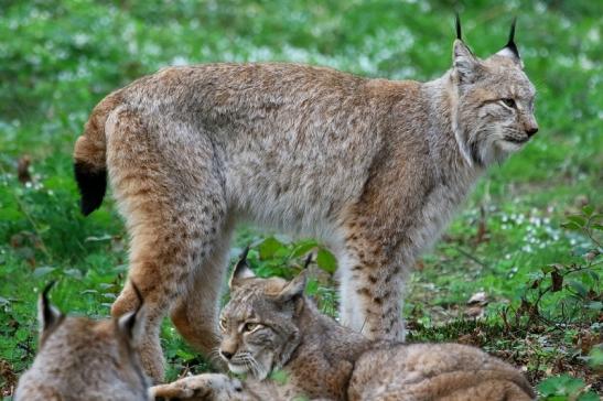 Eurasischer Luchs - Lynx lynx Wildpark Klein Auheim 2017