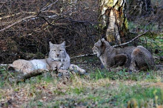 Eurasischer Luchs - Lynx lynx Wildpark Klein Auheim 2017