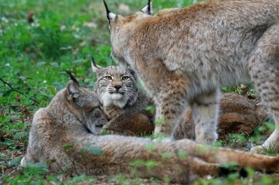 Eurasischer Luchs - Lynx lynx Wildpark Klein Auheim 2017