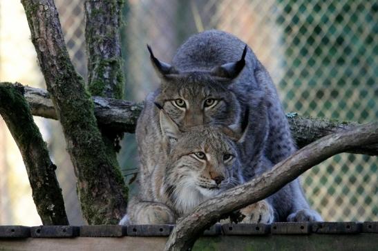 Eurasischer Luchs - Lynx lynx Wildpark Klein Auheim 2017