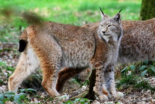 Eurasischer Luchs - Lynx lynx Wildpark Klein Auheim 2017