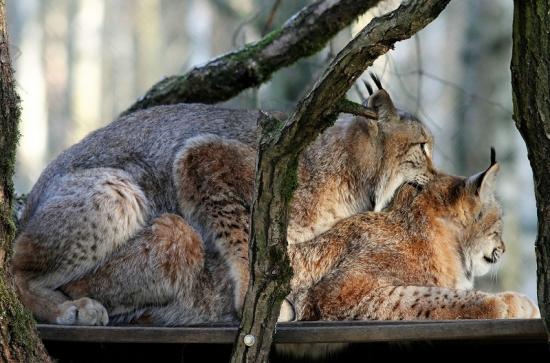 Eurasischer Luchs - Lynx lynx Wildpark Klein Auheim 2017