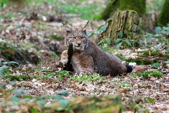 Eurasischer Luchs - Lynx lynx Wildpark Klein Auheim 2017