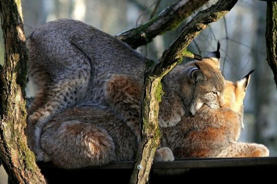 Eurasischer Luchs - Lynx lynx Wildpark Klein Auheim 2017