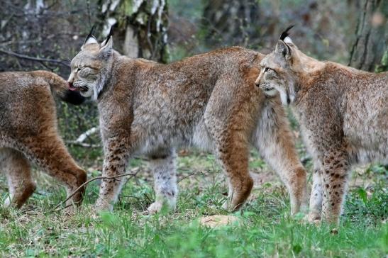 Eurasischer Luchs - Lynx lynx Wildpark Klein Auheim 2017