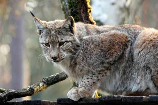 Eurasischer Luchs - Lynx lynx Wildpark Klein Auheim 2017