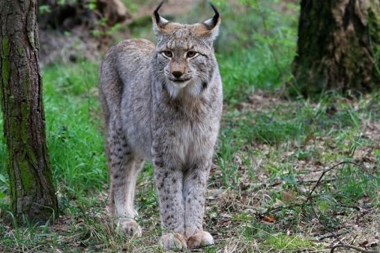 Eurasischer Luchs - Lynx lynx Wildpark Klein Auheim 2017